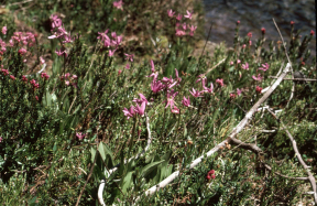 shootingstar (Dodecatheon pulchellum)
